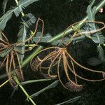 Mimosa pigra Fruit