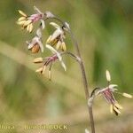 Thalictrum alpinum Fruit