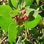 Arctostaphylos patula Ovoce