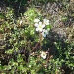 Saxifraga granulataBlüte