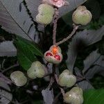 Cupania cinerea Fruit