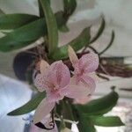 Cattleya amethystoglossa Цвят