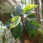 Elaeocarpus dognyensis ഇല