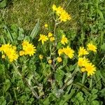 Senecio vernalis Flors