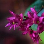 Clerodendrum umbellatum Flower