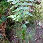 Asplenium boltonii Leaf