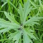 Ranunculus acris Feuille