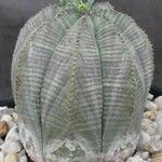 Euphorbia obesa Staniste