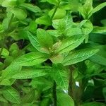 Hygrophila polysperma Leaf