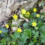 Potentilla pusilla Habitat