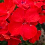 Pelargonium zonale Blomst