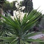 Yucca aloifolia Flower