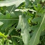 Diplotaxis tenuifolia Leaf