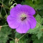 Geranium sylvaticumKwiat