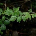 Boquila trifoliolata Leaf