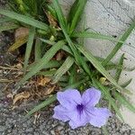 Ruellia angustifolia पत्ता