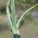 Vicia lathyroides Лист