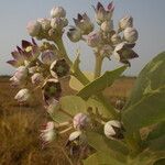 Calotropis procera फूल