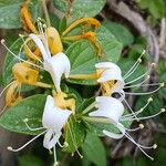 Lonicera japonicaFlor