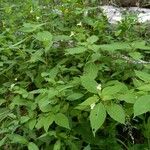 Impatiens parviflora Habitus