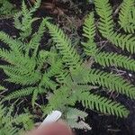 Pteris fauriei Leht