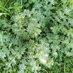 Silybum marianum List