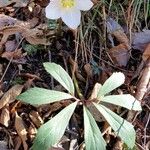 Helleborus niger Blatt