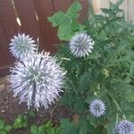 Echinops sphaerocephalusΛουλούδι