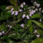 Vitex cooperi Otro