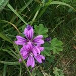 Malva sylvestrisफूल