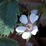 Potentilla micrantha Květ