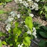 Ageratina altissimaΛουλούδι