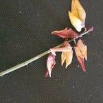 Crotalaria brevidens 花