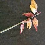 Crotalaria brevidens Flower