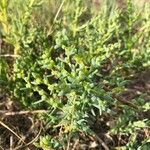 Salicornia europaea Blatt