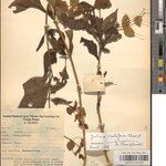 Justicia scutifera Other