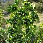 Euphorbia characias Lorea
