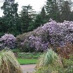 Rhododendron campanulatum Hábitos