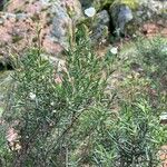 Cistus umbellatus Plante entière