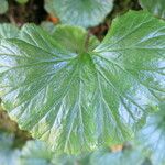 Gunnera magellanica पत्ता