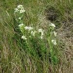 Draba incana Pokrój