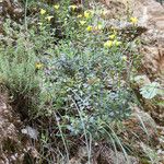 Linum arboreum Natur