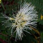 Albizia carbonaria Ffrwyth