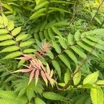 Sorbaria sorbifolia Лист