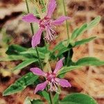 Clarkia rhomboidea Blüte