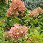 Hydrangea paniculata 葉