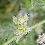 Torilis nodosa Fruit