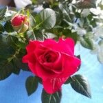 Rosa indica