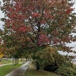 Quercus coccinea आदत