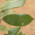 Baphia pubescens Φύλλο